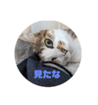 我が家の猫 ココちゃん（個別スタンプ：19）