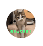 我が家の猫 ココちゃん（個別スタンプ：20）