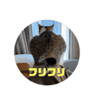 我が家の猫 ココちゃん（個別スタンプ：23）