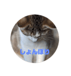 我が家の猫 ココちゃん（個別スタンプ：24）