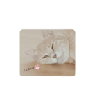 ねこマンちゃんスタンプ（個別スタンプ：1）