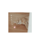ねこマンちゃんスタンプ（個別スタンプ：3）