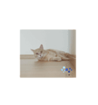 ねこマンちゃんスタンプ（個別スタンプ：6）