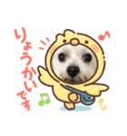 うちのまろ第三弾（個別スタンプ：10）