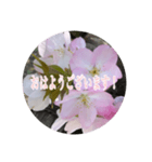 チェリースター桜のスタンプ（個別スタンプ：1）