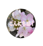 チェリースター桜のスタンプ（個別スタンプ：2）