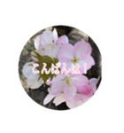 チェリースター桜のスタンプ（個別スタンプ：3）