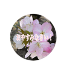 チェリースター桜のスタンプ（個別スタンプ：4）