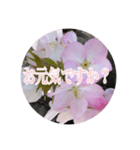 チェリースター桜のスタンプ（個別スタンプ：5）