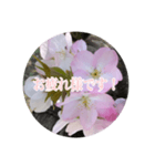 チェリースター桜のスタンプ（個別スタンプ：6）
