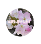 チェリースター桜のスタンプ（個別スタンプ：7）