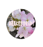 チェリースター桜のスタンプ（個別スタンプ：8）