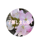 チェリースター桜のスタンプ（個別スタンプ：10）