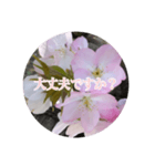 チェリースター桜のスタンプ（個別スタンプ：13）