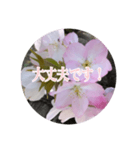 チェリースター桜のスタンプ（個別スタンプ：14）