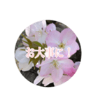 チェリースター桜のスタンプ（個別スタンプ：15）