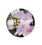 チェリースター桜のスタンプ（個別スタンプ：16）