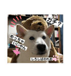 柴犬。しろしばのれお8（個別スタンプ：1）