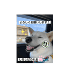 柴犬。しろしばのれお8（個別スタンプ：2）