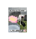 柴犬。しろしばのれお8（個別スタンプ：3）