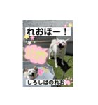 柴犬。しろしばのれお8（個別スタンプ：4）