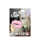 柴犬。しろしばのれお8（個別スタンプ：5）