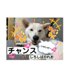 柴犬。しろしばのれお8（個別スタンプ：6）