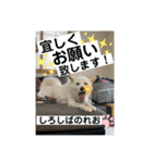 柴犬。しろしばのれお8（個別スタンプ：7）