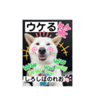 柴犬。しろしばのれお8（個別スタンプ：8）