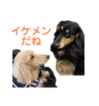 まったりダックスフンド（個別スタンプ：1）