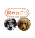 まったりダックスフンド（個別スタンプ：4）