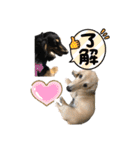 まったりダックスフンド（個別スタンプ：6）