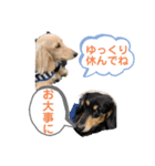 まったりダックスフンド（個別スタンプ：7）