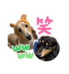 まったりダックスフンド（個別スタンプ：8）