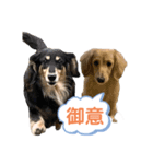 まったりダックスフンド（個別スタンプ：10）