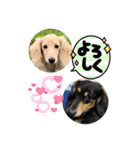 まったりダックスフンド（個別スタンプ：11）