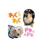 まったりダックスフンド（個別スタンプ：13）