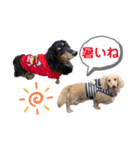まったりダックスフンド（個別スタンプ：14）