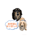 まったりダックスフンド（個別スタンプ：15）
