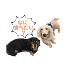 まったりダックスフンド（個別スタンプ：16）
