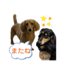 まったりダックスフンド（個別スタンプ：17）