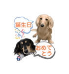 まったりダックスフンド（個別スタンプ：18）