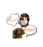 まったりダックスフンド（個別スタンプ：20）