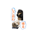 まったりダックスフンド（個別スタンプ：21）
