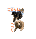 まったりダックスフンド（個別スタンプ：25）