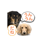 まったりダックスフンド（個別スタンプ：26）