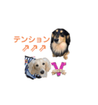 まったりダックスフンド（個別スタンプ：28）