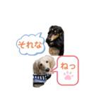 まったりダックスフンド（個別スタンプ：29）