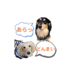 まったりダックスフンド（個別スタンプ：31）