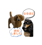 まったりダックスフンド（個別スタンプ：32）
